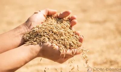 Орловская область экспортировала более 29 тысяч тонн зерна и продуктов его переработки