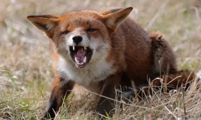 С начала 2021 года в Орловской области случаи бешенства не регистрировались