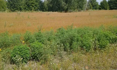 Амброзия заполонила около 2 тысяч гектаров в Орловской области