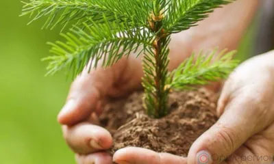 В Орловской области высадили 65,5 га леса