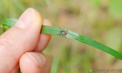 У троих орловцев обнаружили клещевой боррелиоз