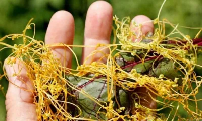 В Новосильском районе установили карантинную фитосанитарную зону по повилике