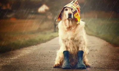 В Орловской области ожидаются дожди и грозы