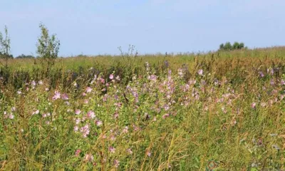 В Ливенском районе более 17 га земли заросло сорняками