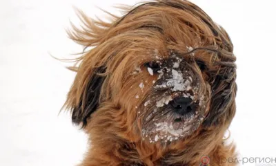 Орловцев предупреждают об осадках и порывах ветра до 20 м\с