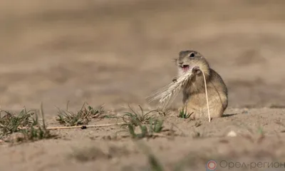 Орловский гидрометцентр сообщил о почвенной засухе