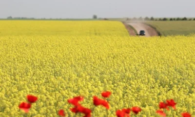 Из Орловской области в Беларусь экспортируют 13,5 тысяч тонн рапса