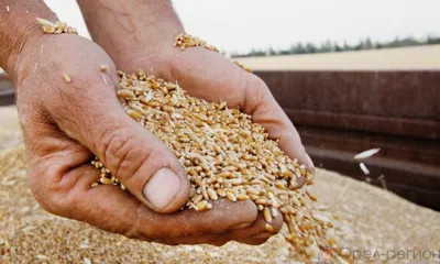 В первом полугодии экспорт зерна из Орловской и Курской областей увеличился в 2,5 раза