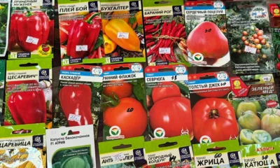 В Орле «Гусиное яйцо» и «Золотая клуша» оказались вне закона