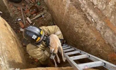 В Мценске спасатели достали из подвала провалившуюся собаку