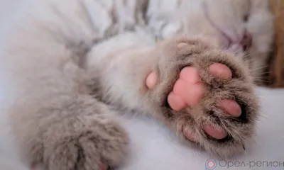 В Орле кошачья лапка стала поводом для вызова спасателей