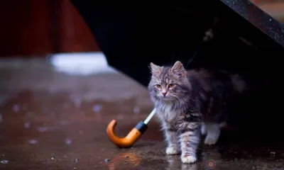 Завтра орловцев ожидают грозы и град