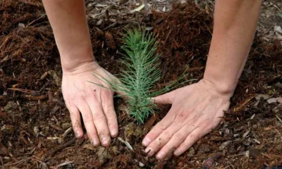 В этом году на Орловщине высадили 90 га леса