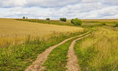 Орловец сбил в поле мужчину и скрылся с места ДТП