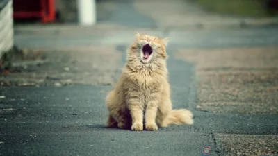 В Орле до ноября ограничат движение по ул. Федотовой