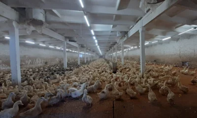 Орловский Россельхознадзор выявил нарушения на птицеводческом предприятии