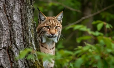 На Орловщине охотники могут добыть одну рысь и более тысячи косуль