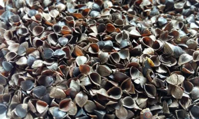 Орловская область отправила около 2 тысяч тонн гречневой лузги в Китай, Латвию и Корею