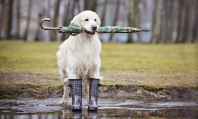 На Орловщине в ближайшие сутки ожидается дождь и сильный ветер