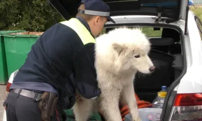 Орловские полицейские доставили в ветлечебницу собаку, попавшую в ДТП