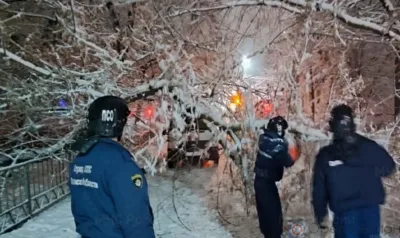 В Заводском районе Орла на проезжую часть упало дерево