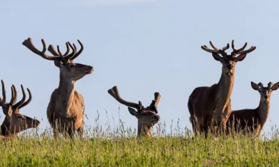 На закупку и расселение оленей на Орловщине выделили 1,1 млн рублей