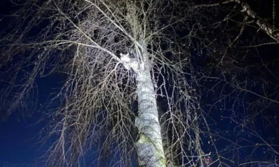 В Орле спасён очередной кот