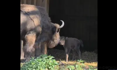 В Орловском полесье родился зубрёнок