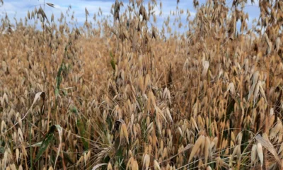 На Орловщине собрано 2 млн тонн зерновых и масличных культур