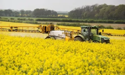 Орловская область на стимулирование производства масличных культур получит более 81 миллиона рублей