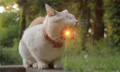 На Орловщине сохранится неустойчивый характер погоды