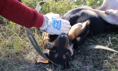 Орловские волонтёры посетили приют для бездомных животных «Альфа»