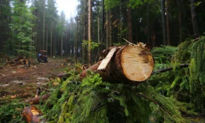 Орловцам грозит штраф за незаконную вырубку лесных насаждений