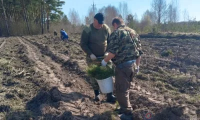В Урицком районе высадили 2500 сосен