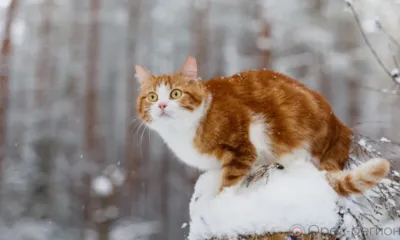 После тёплых выходных на Орловщину придёт резкое похолодание с мокрым снегом