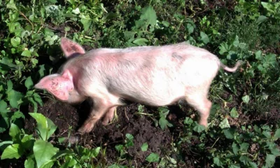 В Орловскую область ввезли 332 дозы генетического материала из Франции