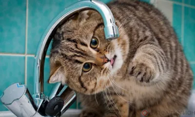 В четырёх районах Орла на 2 недели отключат горячую воду