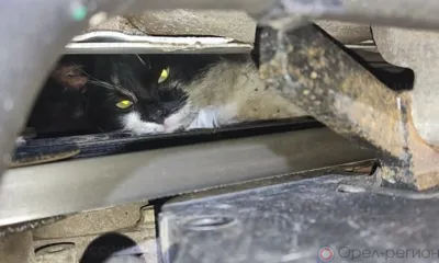 Орловские спасатели достали из моторного отсека кошку