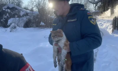 В Мценском районе пожарные спасли из огня рыжего кота