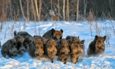 На Орловщине стартовала звериная перепись