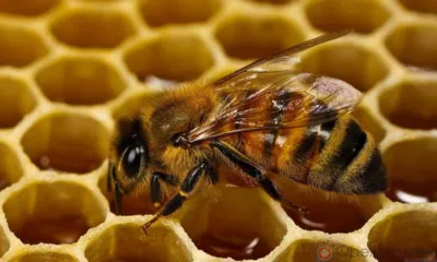 Орловщина вошла в топ-10 России по производству мёда