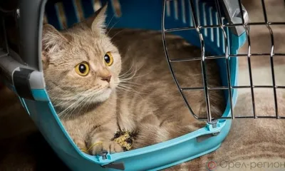 Из Орловской области за границу вывезено девять домашних животных