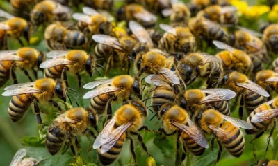 На Орловщине с 2019 по 2025 г. было предоставлено восемь грантов «Агростартап» на развитие пчеловодства