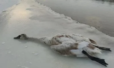 Орловец возместил ущерб за убийство лебедя