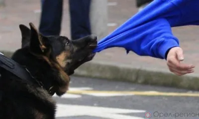 Под Орлом осудили хозяев набросившейся на женщину собаки
