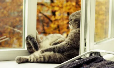 Орловцев на выходных ожидает сильный ветер и дождь