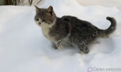 На выходных на Орловщину вернётся мороз