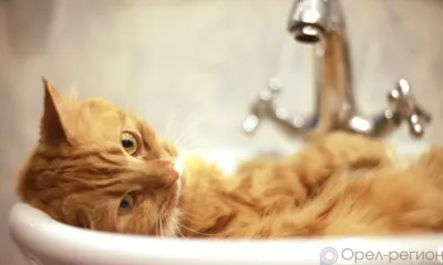 В Северном районе Орла на два дня отключат горячую воду