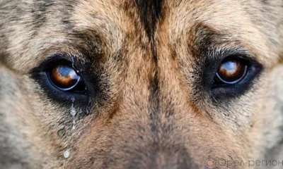 Житель Покровского района осуждён за жестокое обращение с животным