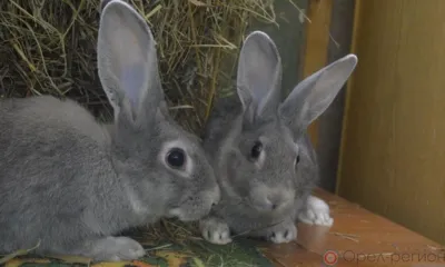 30 кроликов из Болховского района отправлены в Киргизию